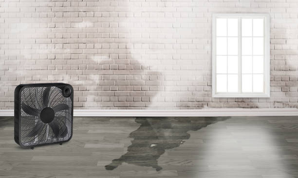 Best Basement water damage restoration  in Cherryvale, KS